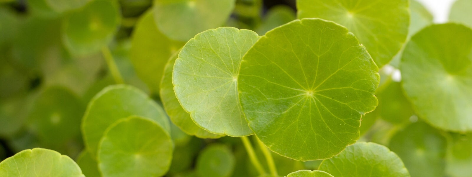 What is Centella Asiatica