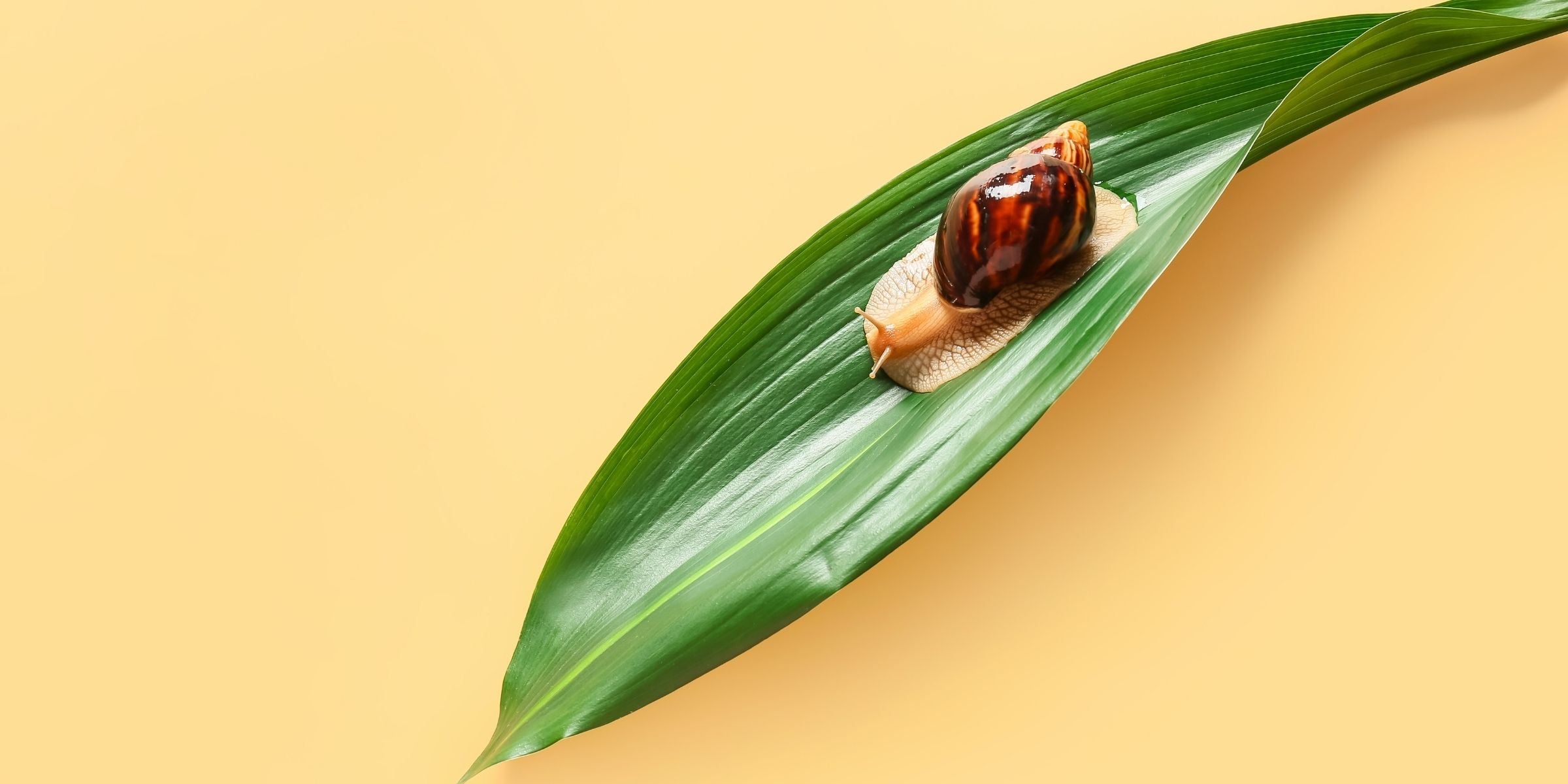 Snail Mucin Products