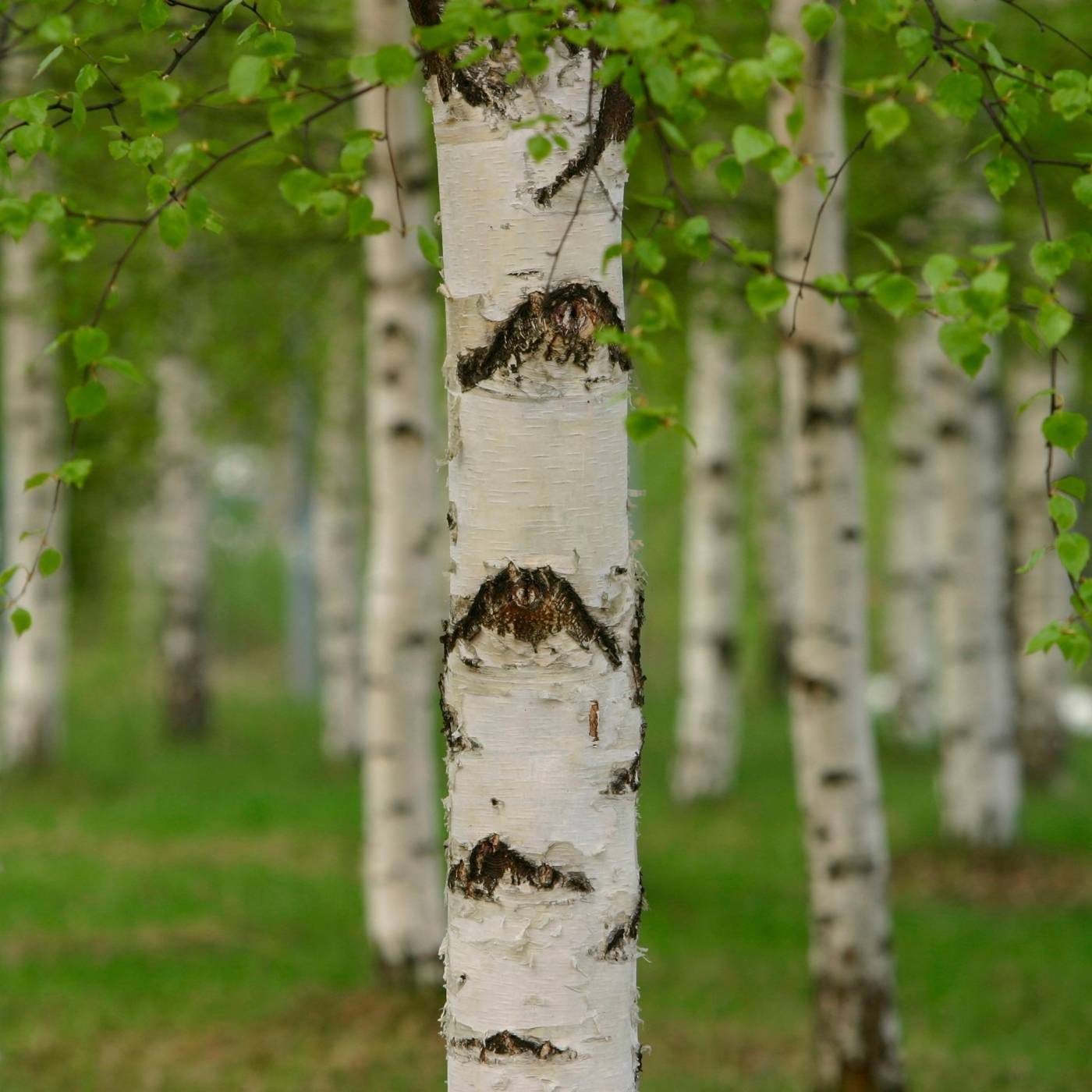 Birch trees with white bark and green leaves in a forest