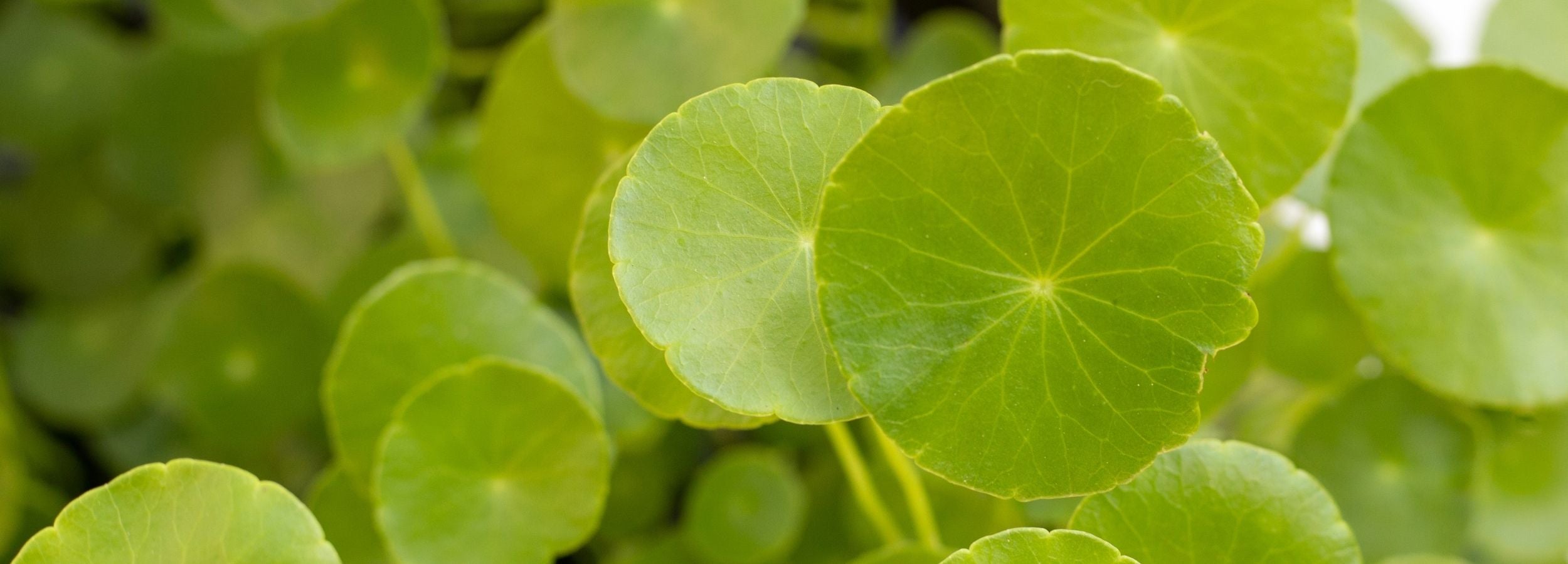 Close-up of green cica leaves with a blurred background