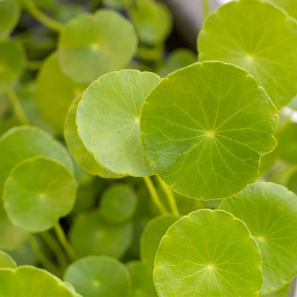 Close-up of green round leaves