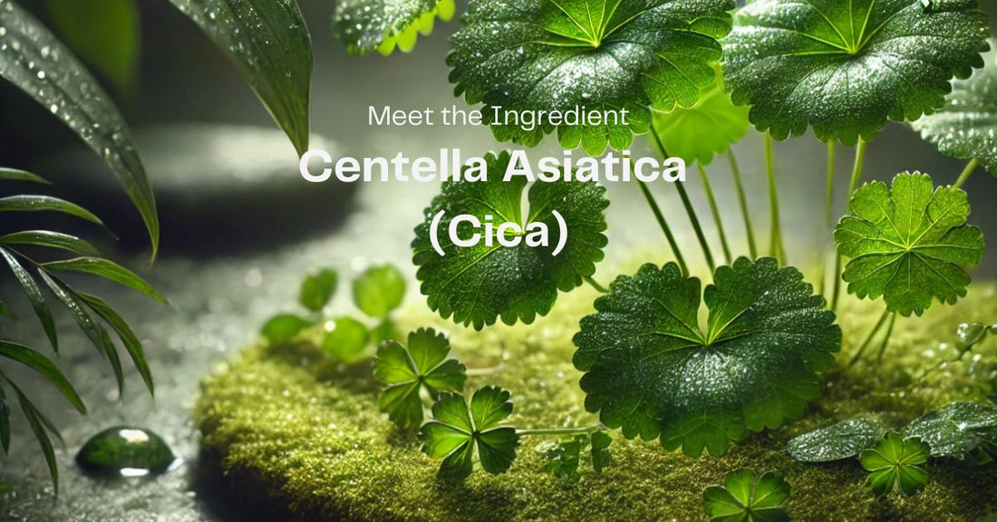 Meet the Ingredient: Centella Asiatica (Cica)