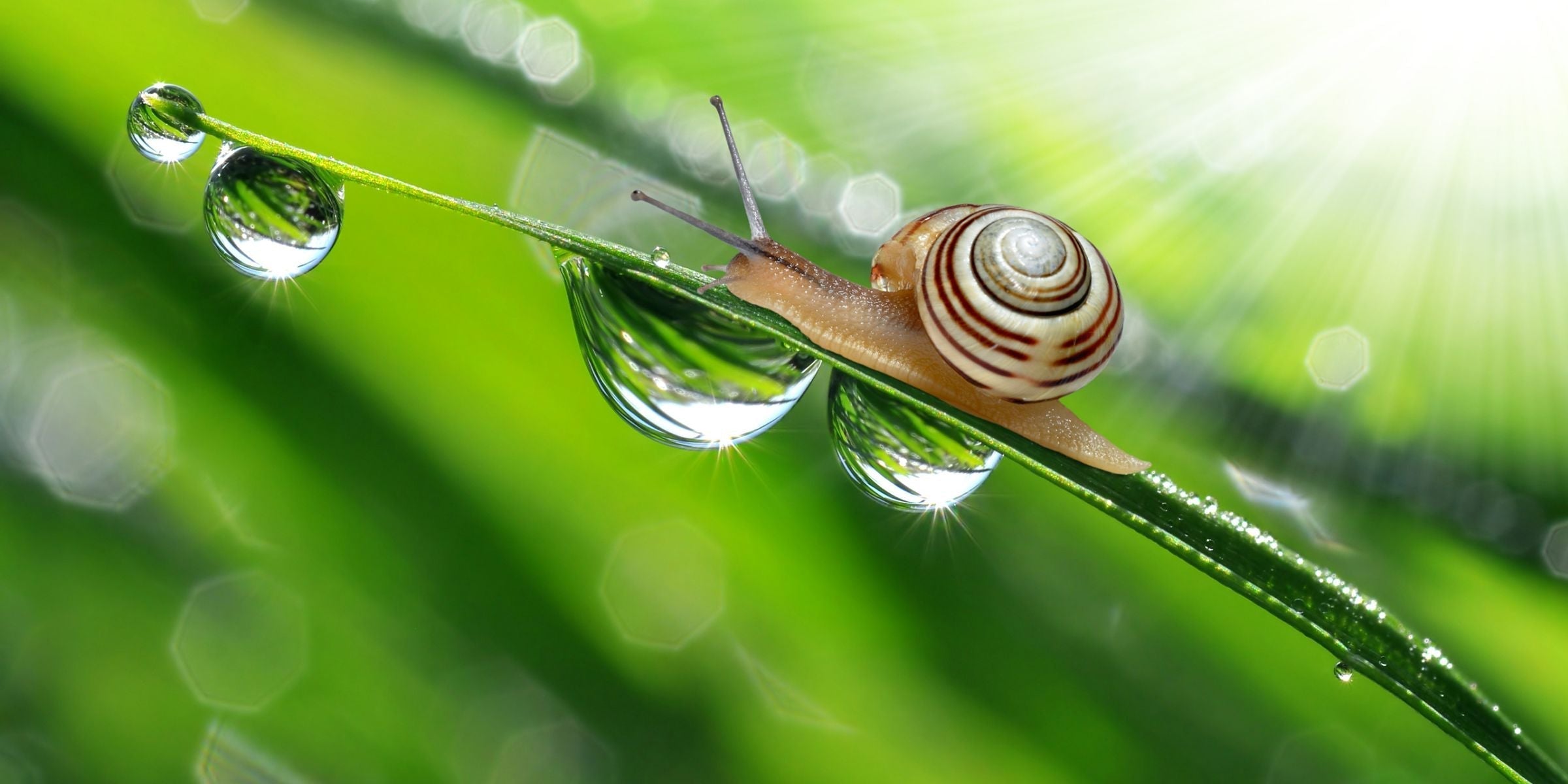 What is Snail Mucin