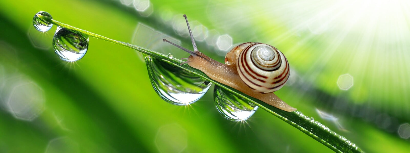 What is Snail Mucin