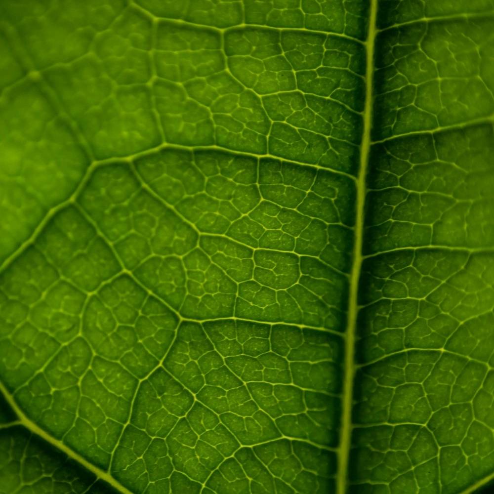Close-up of a green heartleaf showing detailed vein structure