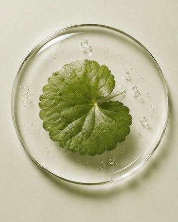 Centella Asiatica