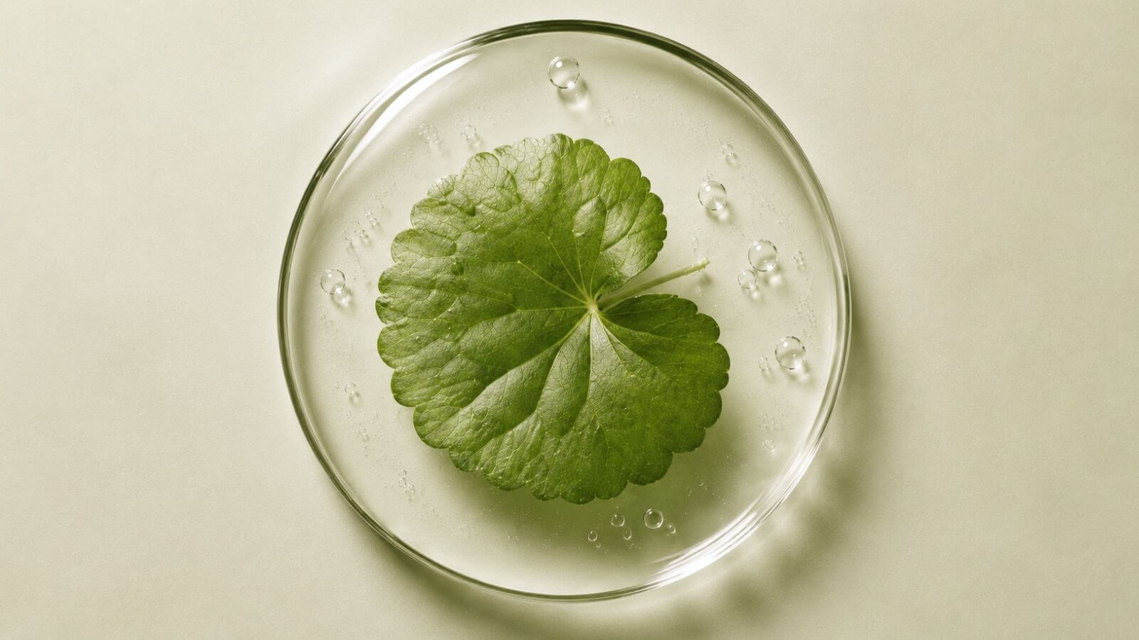 Centella Asiatica