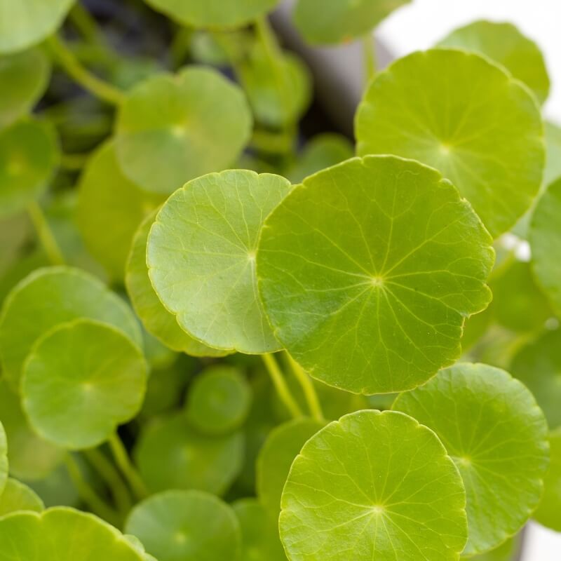 Close-up of green cica leaves with a blurred background