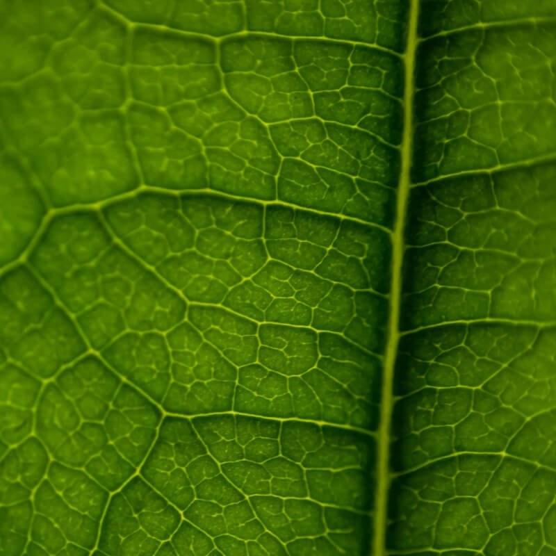 Close-up of a green heartleaf showing detailed vein structure