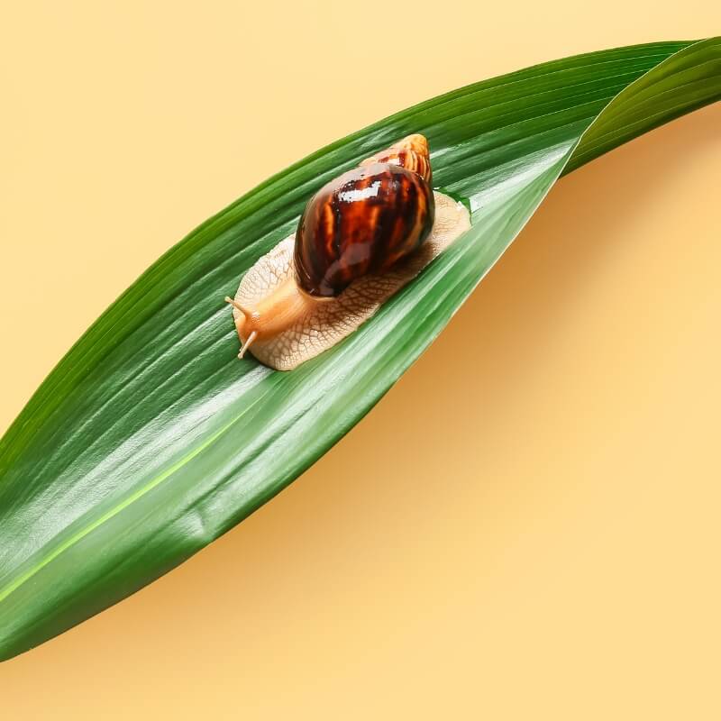 Snail on a green leaf with a yellow background