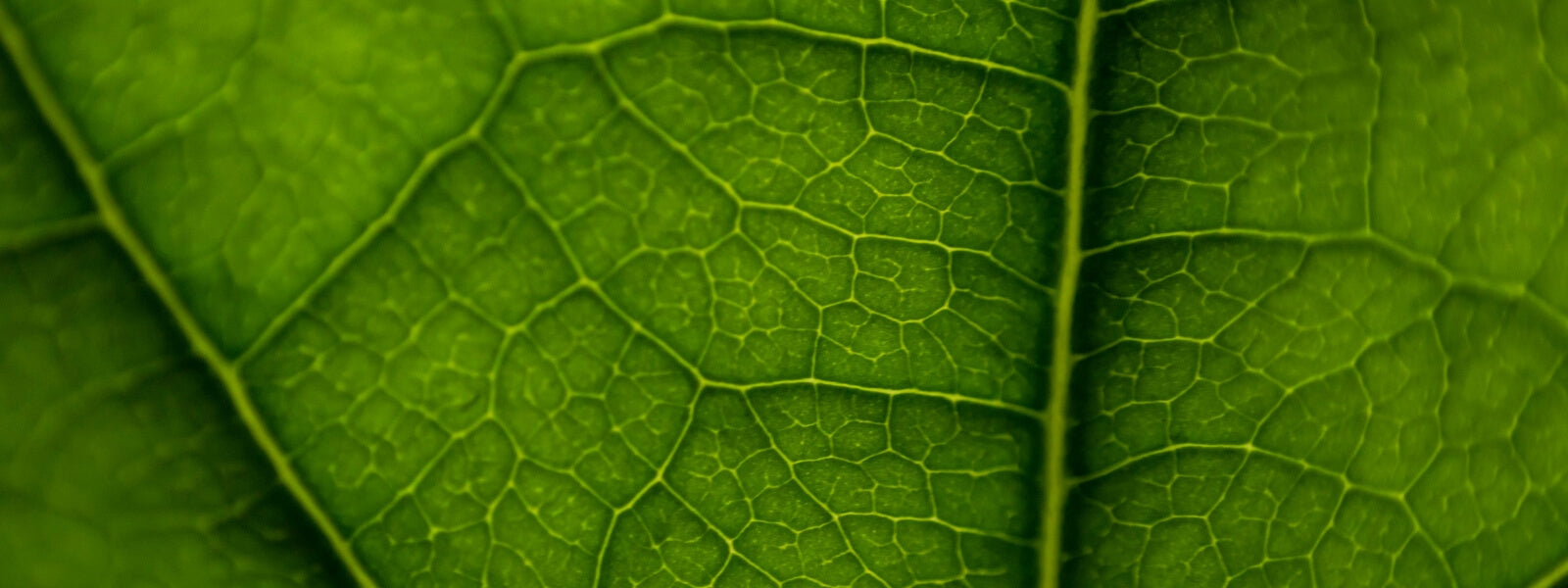 close up of green heartleaf 