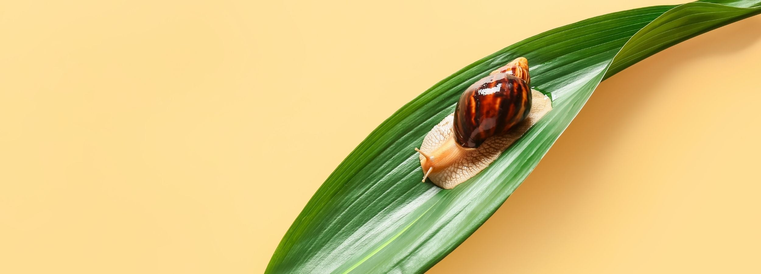 Snail on a leaf with a yellow background