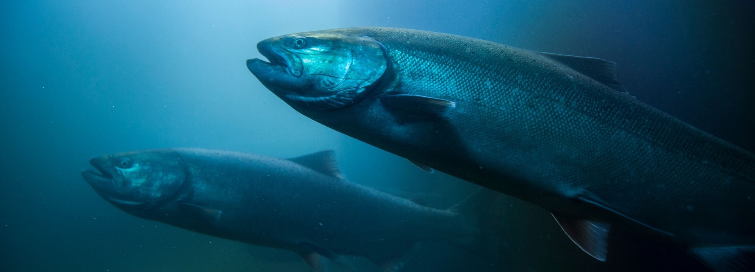 Two large salmon swimming in deep blue water