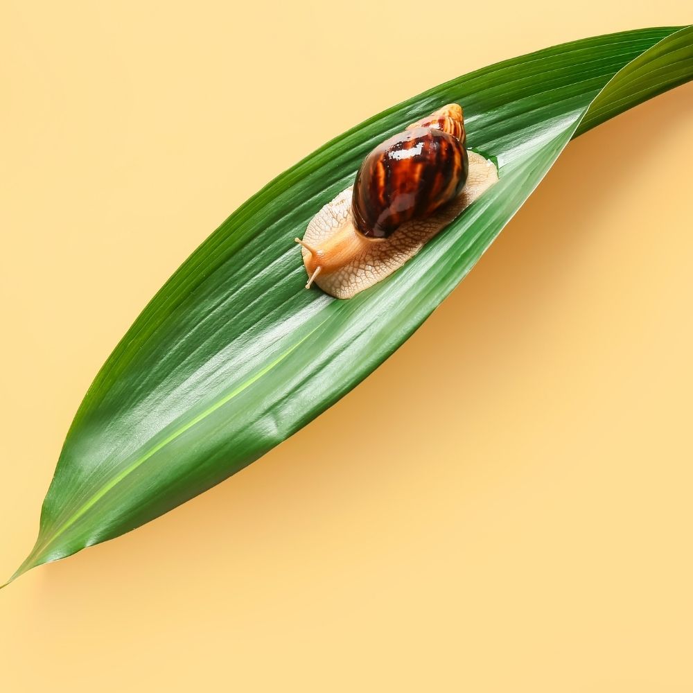 Snail on a green leaf against a yellow background